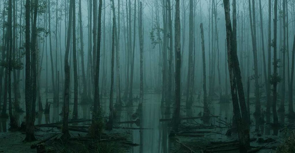 swamp